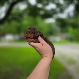 Nala - Chocolate and tan female Dachshund puppy in Indianapolis, Indiana from Homegrown Hoosier Kennels