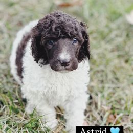 Astrid - Parti female Poodle puppy in Mars Hill, North Carolina from Hunter Farm