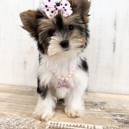 Biewer Terrier and Yorkshire Terrier Puppies from Coastal Yorkshire Terrier Yorkies & Biewer Terriers