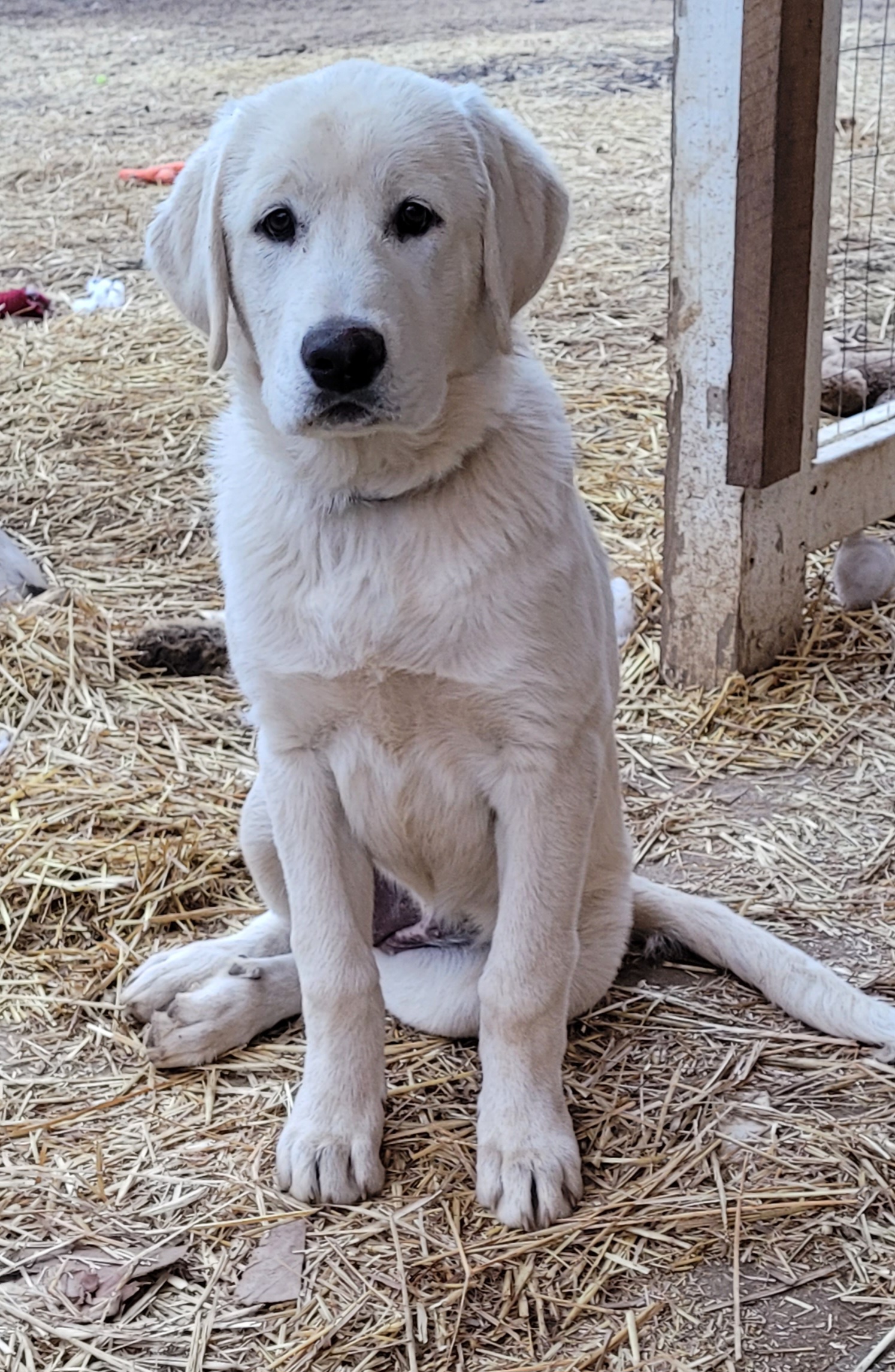 Girl 4 - White Anatolian Shepherd Dog puppy in Duffield, Virginia from Ezka Miras Farms