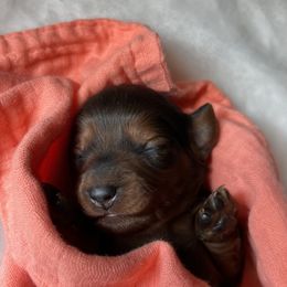 Dachshund Puppies from Golden Creek Farm