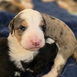Hickory - Merle male Bernedoodle puppy in Shelton, Washington from NW Bernedoodles of Washington