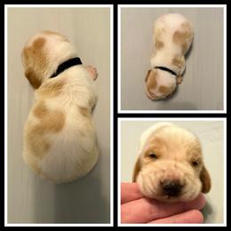 Black collar Male - Red and white male Basset Hound puppy in Columbia, South Carolina from Pawmetto Hounds