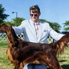 Irish Setters from Pinray Irish Setters