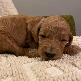 Poodle Puppies from Pampered Pawz