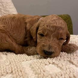 Poodle Puppies from Pampered Pawz