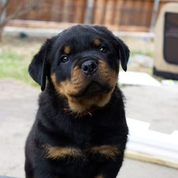 Rottweiler Puppies from Galaxia Rottweilers