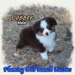 Copper - Red tri male Toy Australian Shepherd puppy in Forestburg, Texas from Flaming Dill Ranch Aussies