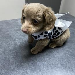 Xenon - Fawn (isabella) and tan female Dachshund puppy in Magnolia, Texas from Carrie’s Countryside Dachshunds
