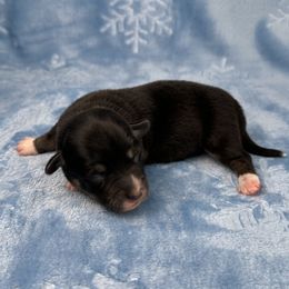 Jingle- fluffy coat - Black and white male American Corgi puppy in Waskom, Texas from Piney Woods Corgis