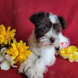 Boy 2 - male Miniature Schnauzer puppy in Fairhope, Alabama from Puppy Sugars Kennels