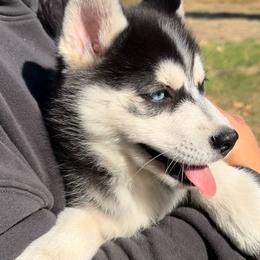 Runamok Sleight Of Hand - Hustle - Black and white female Pomsky puppy in St. Maries, Idaho from Runamok Farm