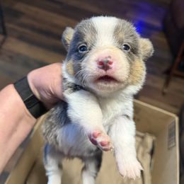 Boy 1 - Blue male Pembroke Welsh Corgi puppy in Clifton, Texas from K&N Corgis