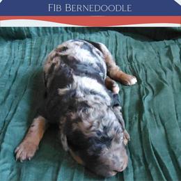 Jefferson - Blue merle male Bernedoodle puppy in Woodland, Georgia from Bethel Doodle Ranch
