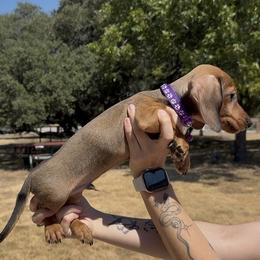 Shaded Red Wirehair Male (purple collar) - Red male Dachshund puppy in Killeen, Texas from Southern Dachshunds