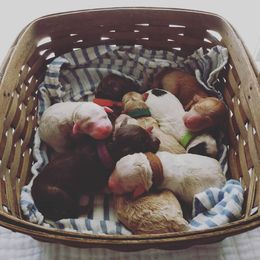 Goldendoodle and Poodle Puppies from High Cotton Doodles