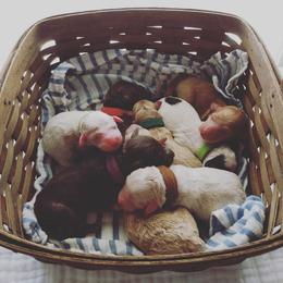 Goldendoodle and Poodle Puppies from High Cotton Doodles