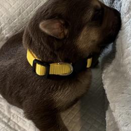 Girl 3 yellow collar - Liver female German Shepherd puppy in Newsoms, Virginia from A Tier Above Shepherds