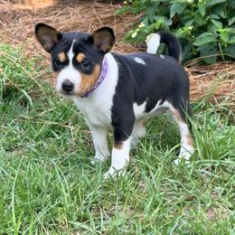 Basenji Puppies from Blue Diamond Basenjis