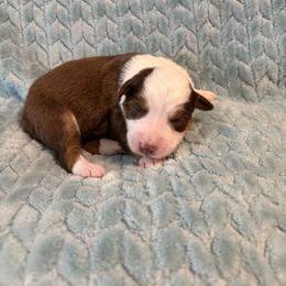 Pumpkin pie - Red tri-color female Miniature American Shepherd puppy in Groesbeck, Texas from Epic Miniature American Shepherds