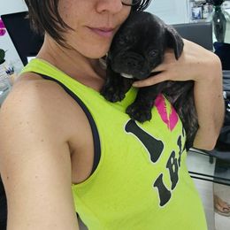 French Bulldog Puppies from Luna and London’s Puppies