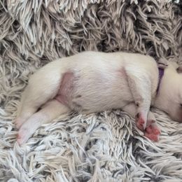 Pomsky Puppies from Valparaiso Pomskys
