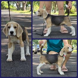 Merlin - Beagle