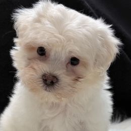 Valer - Cream male Maltipoo puppy in Lebanon, Kentucky from Mosaic Merle Doodles