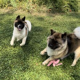 Akita and Portuguese Water Dog Puppies from Cades Akitas