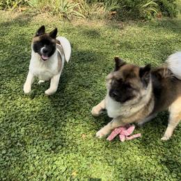 Akita and Portuguese Water Dog Puppies from Cades Akitas