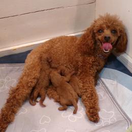 Poodle puppies from Scenic Hills Kennels