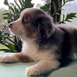 "BMF - (Tiana) Stormie X Big" Australian Shepherd and Miniature Australian Shepherd Puppies from Flying S Aussies