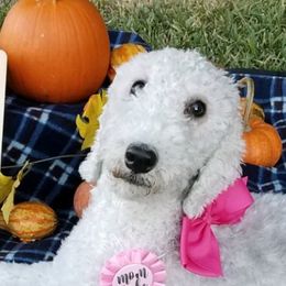 Bedlington Terriers from House of Leonidas