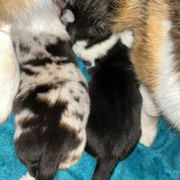Oreo - Black and white female American Corgi puppy in Waltham, Maine from Downeast Corgis