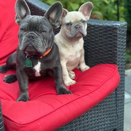 French Bulldog Puppies from Bleu Rock French Bulldogs