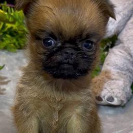 Cody TINY special baby boy - Belge male Brussels Griffon puppy in Litchfield Park, Arizona from Melody Lane Brussels Griffons