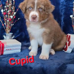 Cupid - Red tri-color male Australian Shepherd puppy in Smithfield, Utah from Invictus Farms