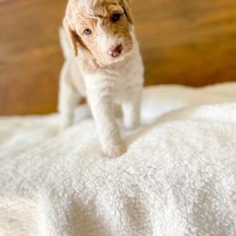 Double Doodle and Labradoodle Puppies from Magnolia & Finn Doodles