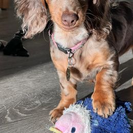 Dachshund Puppies from Southern Ridge Kennels