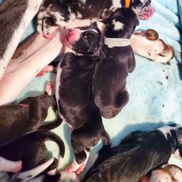 Great Dane Puppies from Dog in Mind Danes