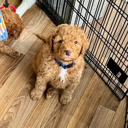 Blue Collar Male - Red male Double Doodle puppy in Killeen, Texas from Parrish Precious Ones Texas
