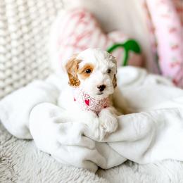 Macadamia - Parti male Goldendoodle puppy in Springville, Utah from Happy Doodle