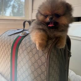 Poppet - Orange sable male Pomeranian puppy in Sacramento, California from Carousel Poodles & Pomeranians