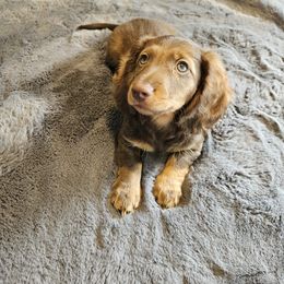 Dachshund Puppies from butter beans babies