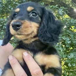 Full right available Harper Pra  clear Russian American - Black and tan female Dachshund puppy in Call, Texas from Dachshund D’Amore