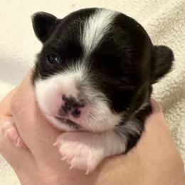 Billie Girl 1 - Black and white female Chihuahua puppy in Brooklyn, Connecticut from Ladybug Chihuahuas
