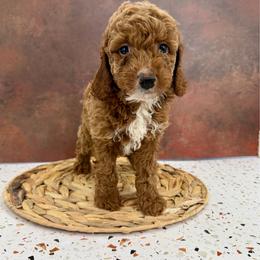 Mochi - Red and white male Cockapoo puppy in Beresford, South Dakota from DAKOTA DOOD RANCH