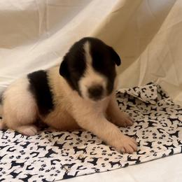B and W - White and black male Karakachan puppy in Pikeville, Tennessee from Rock Solid Ranch