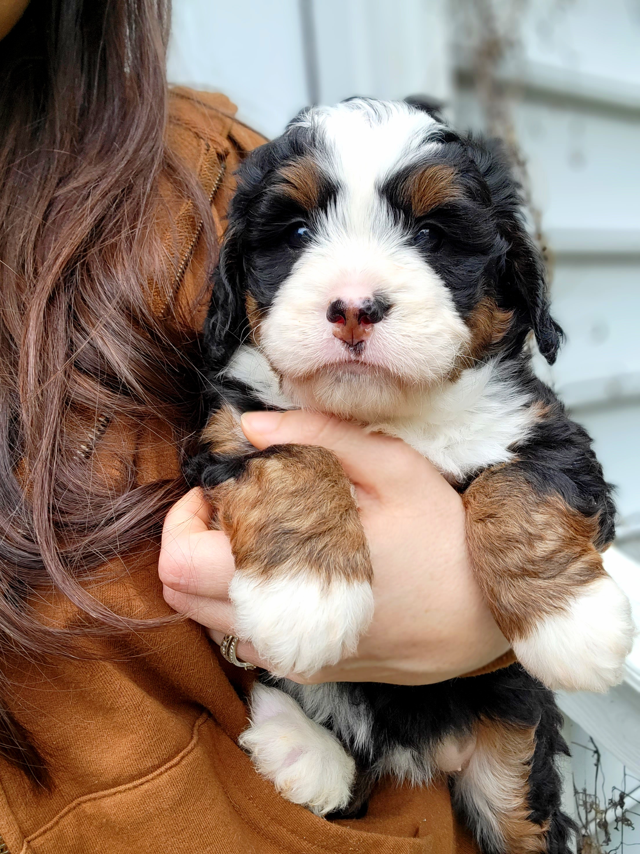 Bernedoodle Puppies from Ever After Doodles