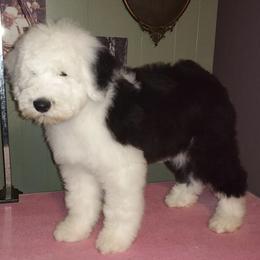 Old English Sheepdogs from Bear Dance OES